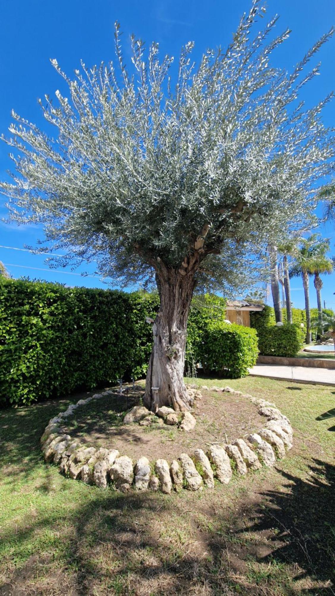 ברוקולי Villa Carlotta מראה חיצוני תמונה